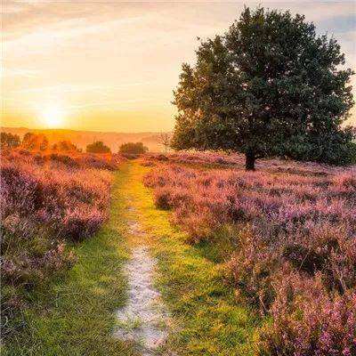 熊猫娱乐appapp下载